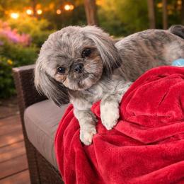 Dahlia - Shih Tzu