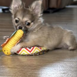 Emmy - Chihuahua