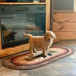 Goldendoodle Puppies from Bear Ridge Doodles