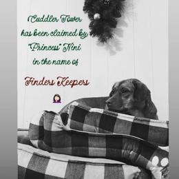 NINI - Fawn female Companion Cross puppy in Indianapolis, Indiana from The Sharpeagle Barkery