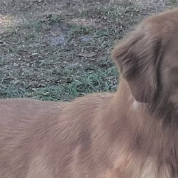 Golden Retrievers from Kesher Goldens