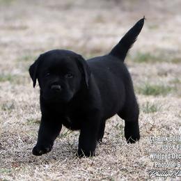 Fancy Girl 3 - Light Pink Collar - Black female Labrador Retriever puppy in Point, Texas from Lakylu Kennels