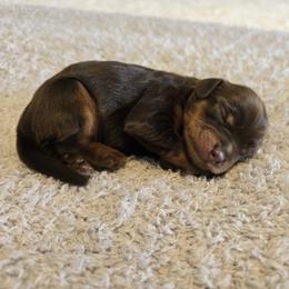 Scooby - Brown male Cavapoo puppy in Floyd, Virginia from Hearts and Paws Poodles and Doodles