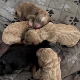 Goldendoodle puppies from Justine’s Retrievers and Doodles