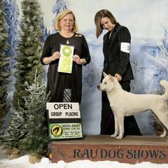 Kishu Ken All Grown Up from Ourou Sou