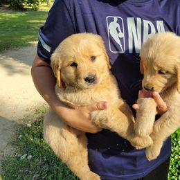 Golden Retriever Puppies from Golden Coast Kennels