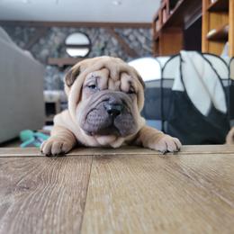 Horsecoat male - Fawn male Chinese Shar-Pei puppy in Wellington, Ohio from Shine Shar-Pei