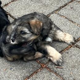 Roxy - Black female Miniature Schnauzer puppy in Port Orchard, Washington from Silver Bells Miniature Schnauzers