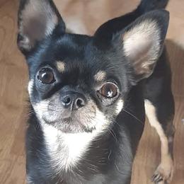 Lola - Chihuahua