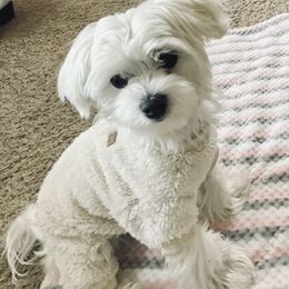 Maltese All Grown Up from MiaMiaMaltese Colorado
