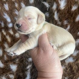 Green - Light golden male Golden Retriever puppy in Jesup, Georgia from Painted Platinum Retrievers (Painted Platinum Kennel) PPK