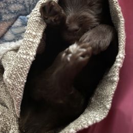 Miniature Schnauzer Puppies from Stearns Parti Mini Schnauzer's