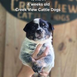 Girl 1 - Blue female Australian Cattle Dog puppy in Monroe, North Carolina from Creek View Cattle Dogs