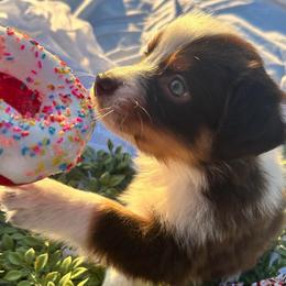 Cindy Lou - Red tri-color female Australian Shepherd puppy in Butler, Georgia from Aussies at Howling Hill Farm