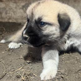 Girl 2 Oakley yellow collar - Fawn female Anatolian Pyrenees puppy in Clifton, Illinois from Mcginnis Guardian Dogs