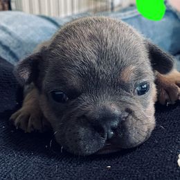French Bulldog Puppies from Fur Baby Farms