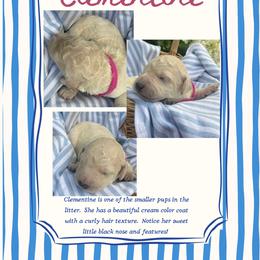 Clementine- light pink - Cream female Goldendoodle puppy in Carlton, Minnesota from Lakeside Doodles MN
