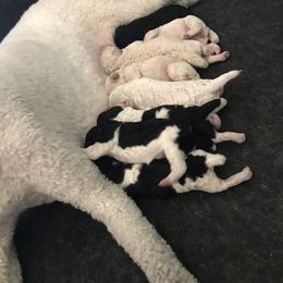 Poodle Puppies from Southern Standards