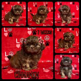 Cinnamon - Red female Shih Tzu puppy in Yelm, Washington from Lala's All Star Shih Tzu