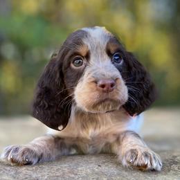 Dora - Tri-Roan female English Springer Spaniel puppy in Crawford, Tennessee from Lilly Lane Spaniels