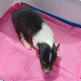 Little Girl - Black white and tan female Collie puppy in St Stephens, Wyoming from Desert Kennels