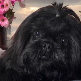 Biewer Terriers, Cavalier King Charles Spaniels, Cavatzus, and Shih Tzus from Rocky Oak Cavaliers & Biewer Terriers LLC
