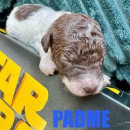 Padme - Parti female Poodle puppy in San Antonio, Texas from Chocolate Pet Connection