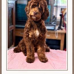 Frida - Chocolate female Australian Labradoodle puppy in Anderson, California from Shaggy Doodles