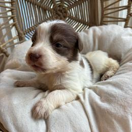 Cora - Red tri-color female Australian Shepherd puppy in Grants Pass, Oregon from Carmel Mountain Aussies