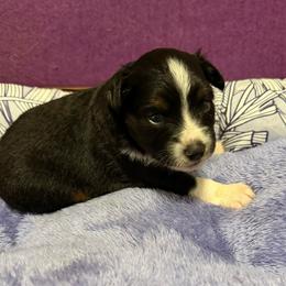 Bali ASDR - Black tri male Toy Australian Shepherd puppy in Polk City, Florida from Skaky Shepherds