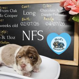 Cooper - Dapple male Dachshund puppy in Hoquiam, Washington from Heyd's Mini Dachshunds