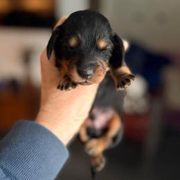 Male CH SUTTON X GCH WHISKEY - Black and tan male Dachshund puppy in Medina, Ohio from STORIED DOXIES