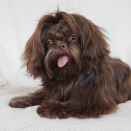 Bear - Shih Tzu