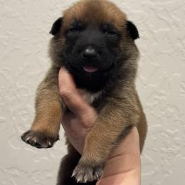 Tempo - Fawn sable male Belgian Malinois puppy in Briggs, Texas from Madhouse’s Belgian Malinois and German Shepherds
