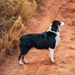 Cash - Australian Shepherd