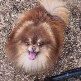 LJ - Pomeranian