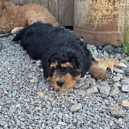 Bernedoodle Puppies from Katelyn Aubin