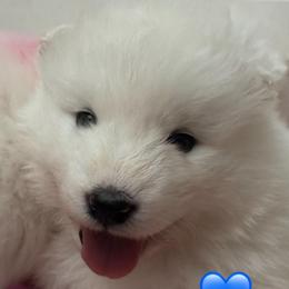 Blue Boy - White male Samoyed puppy in Hollywood, Florida from ArticCross Samoyeds-Florida
