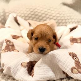 Pico - Apricot male Havapoo puppy in Huntsville, Alabama from Havapoo Kennels