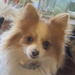 Pomeranians from Baby Pomeranian’s