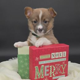 Cinch (Shawn) - Sable male Pembroke Welsh Corgi puppy in Dickeyville, Wisconsin from J&R Shepherds & Corgis