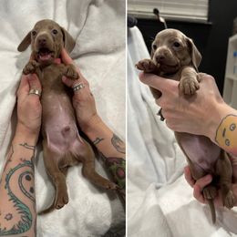 Dachshund Puppies from JnA Dachshunds