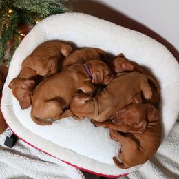Vizsla puppies from Reckless Rose Vizslas