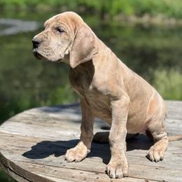 Flora - Brindle female Great Dane puppy in Beulah, Michigan from Northwood Euro Danes and Bassets