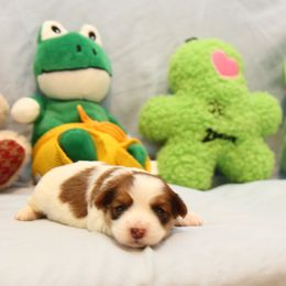 AKC Female 3 - Red female Havanese puppy in South Carolina from Premier Havanese Dogs