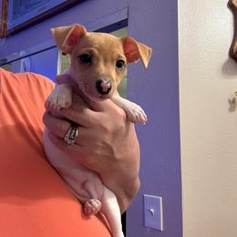 Pup 1 - White and tan male Toy Fox Terrier puppy in Clermont, Florida from Debbie Hiles's Toy Fox Terriers