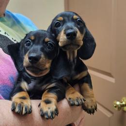 Black and tan smooth hair male (small) - Black and tan male Dachshund puppy in Belle Rive, Illinois from Akin's Miniature Dachshunds, LLC