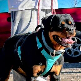 Korsa - Rottweiler
