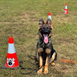 Brazil Vom Hamundr - German Shepherd puppy from The Iron Canine