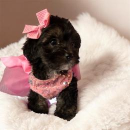 Celeste - Black and white female Shichon puppy in Seymour, Tennessee from Mel’s Teddy Bear Puppies
